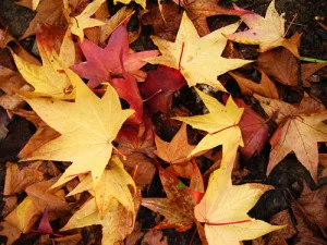 Bringing Fall Indoors: Pressing Dried Leaves