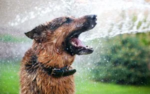 Keeping Your Pets Cool At Home This Summer