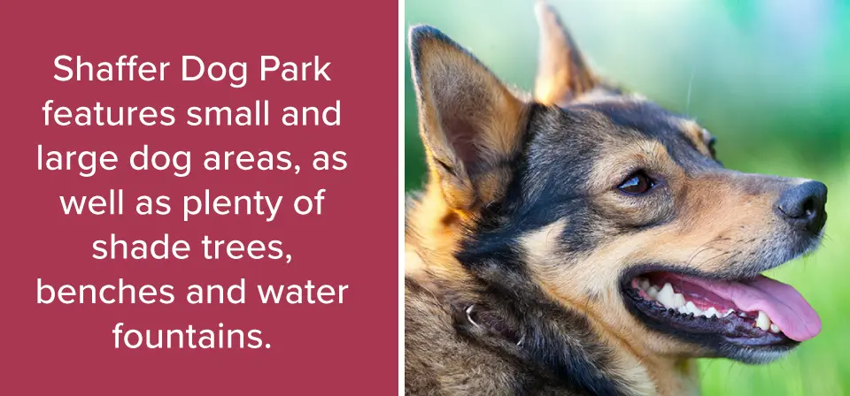 Best Dog Parks in Harrisburg