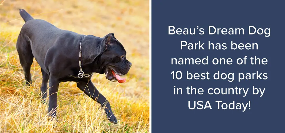 Best Dog Parks in Harrisburg