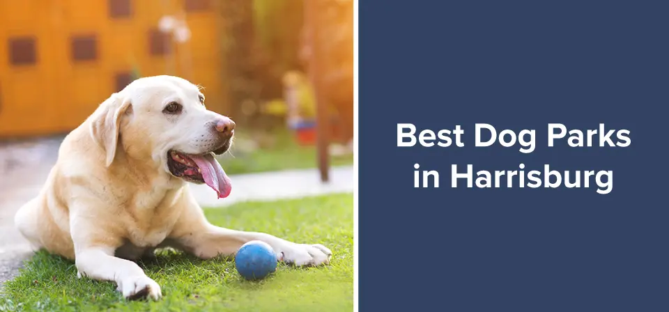 Best Dog Parks in Harrisburg
