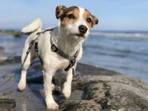 a small brown and white dog standing on a rock near the ocean
