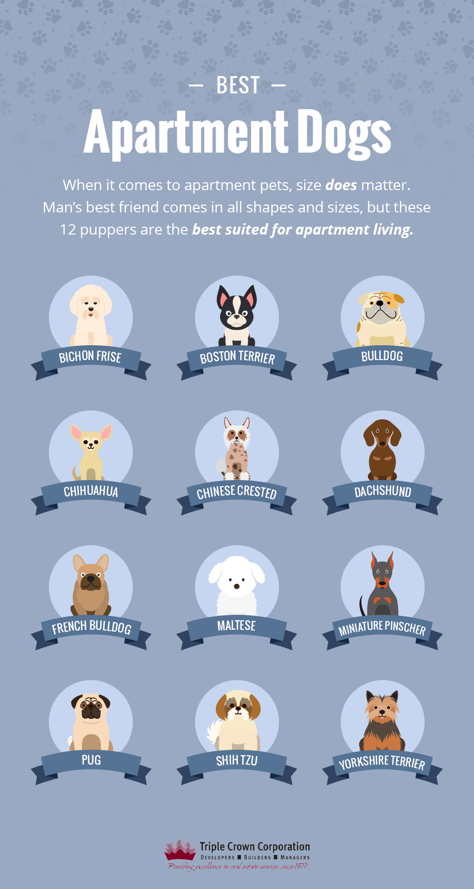 Best Apartment Dogs