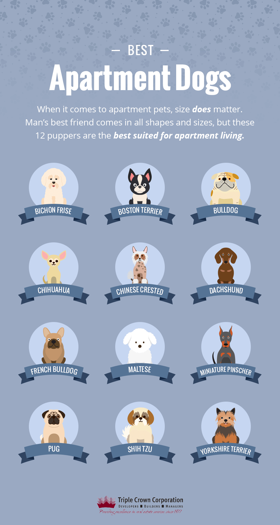 what is the best dog breed for apartment living