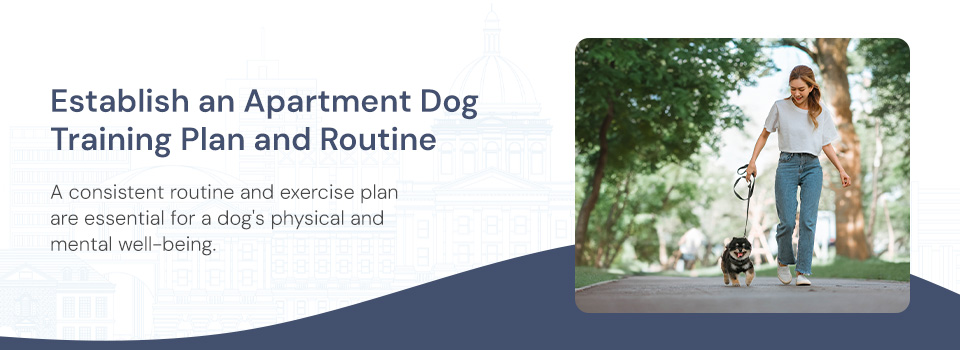 Establish a Dog Training Plan and Routine